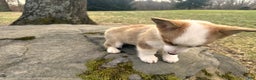 Welsh Corgi Pembroke dogs for sale: Maggie - Ad 6