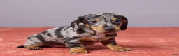 Miniature Dachshund dogs for sale: Violet - Ad 3