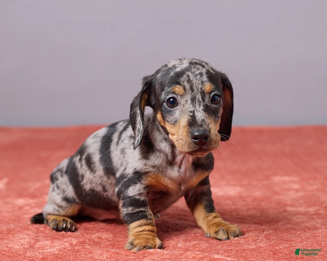 Miniature Dachshund dogs for sale: Violet - Ad 3