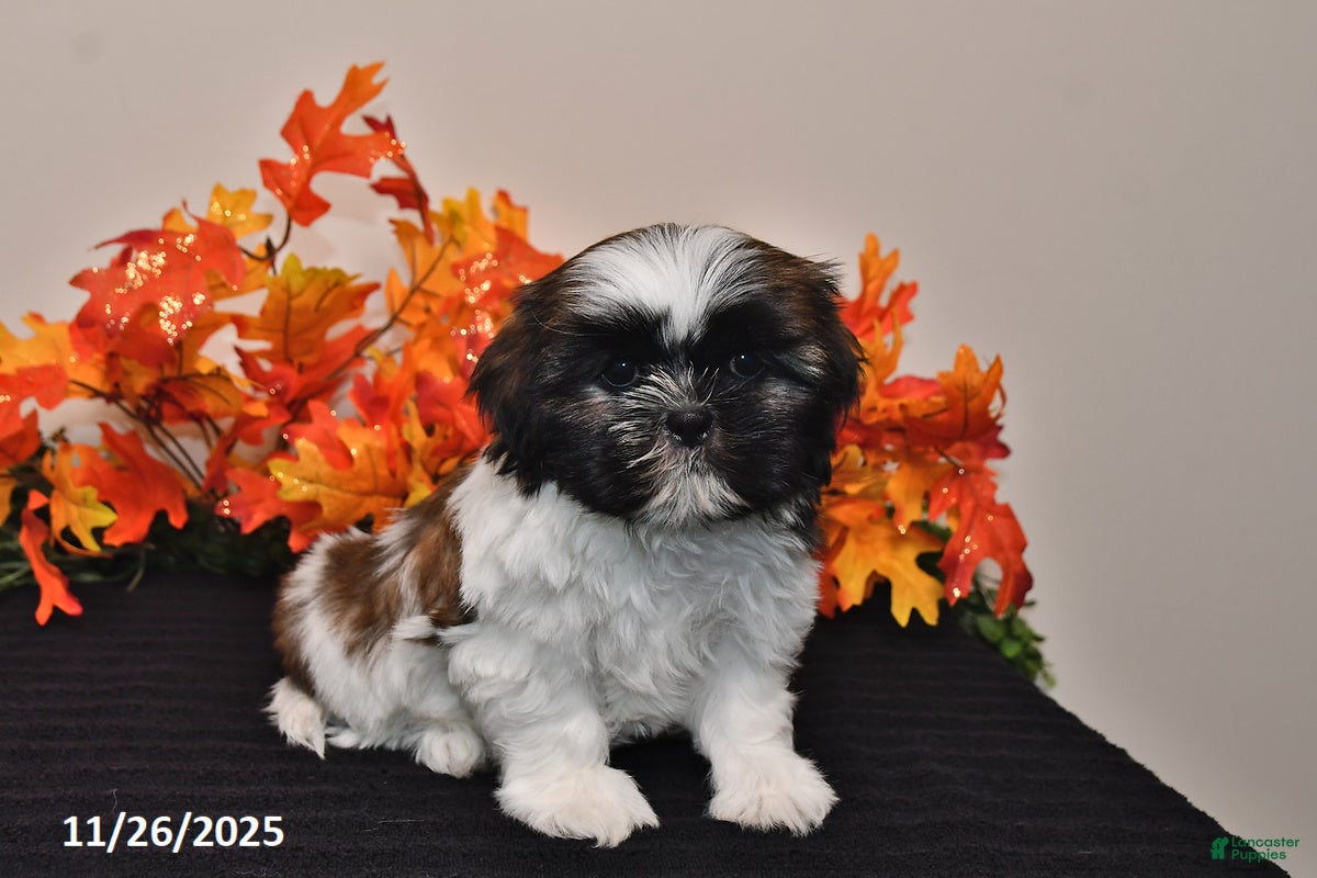 Shih Tzu dogs Cash - Ad 9