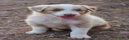 Australian Shepherd dogs for sale: Red merle male with one blue eye - Ad 1