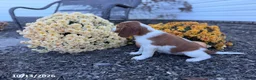 Welsh Springer Spaniel dogs for sale: Lori - Ad 18