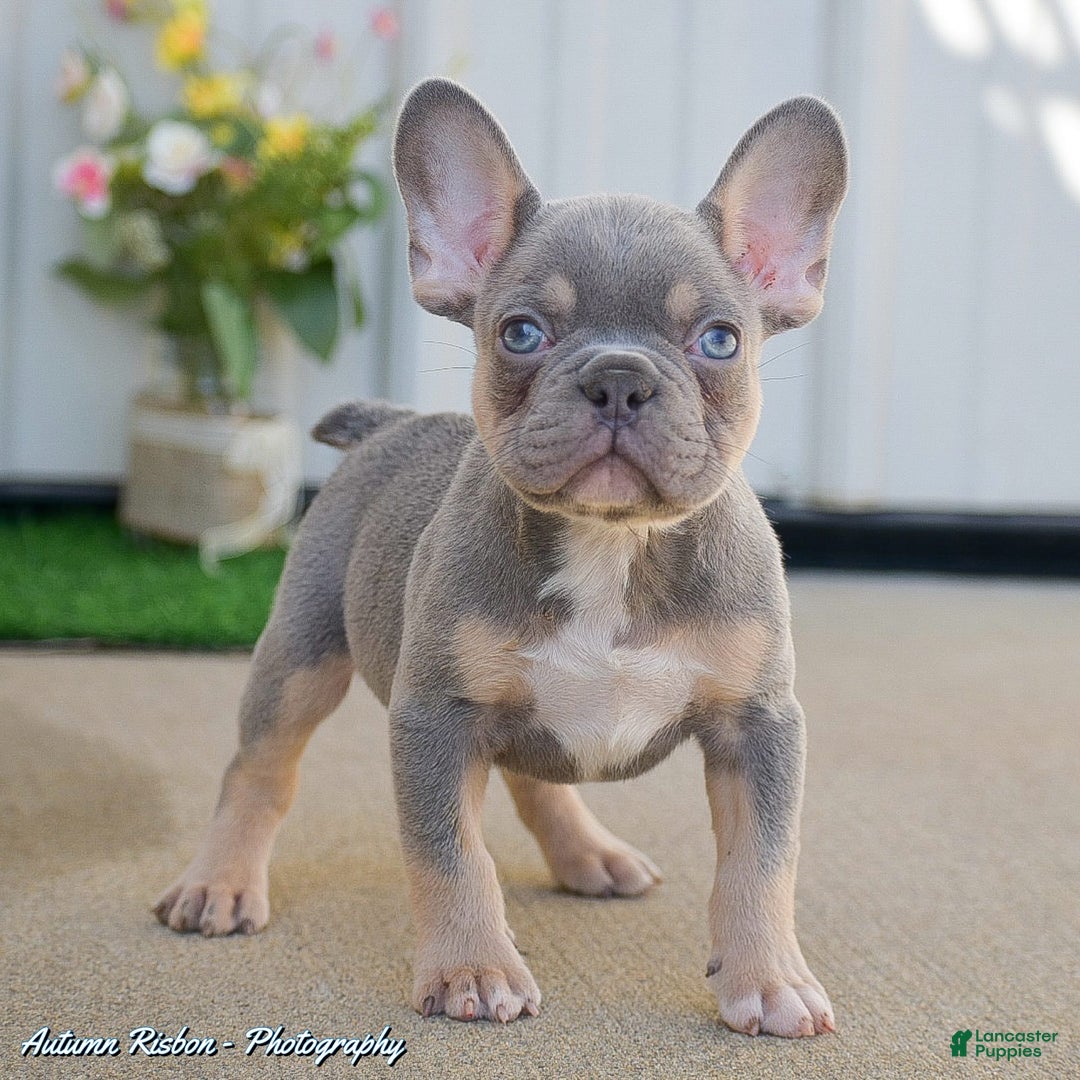 Gallery Image {{count}}