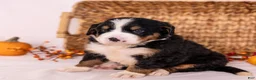 Bernese Mountain Dog dogs for sale: Robbie - Ad 4