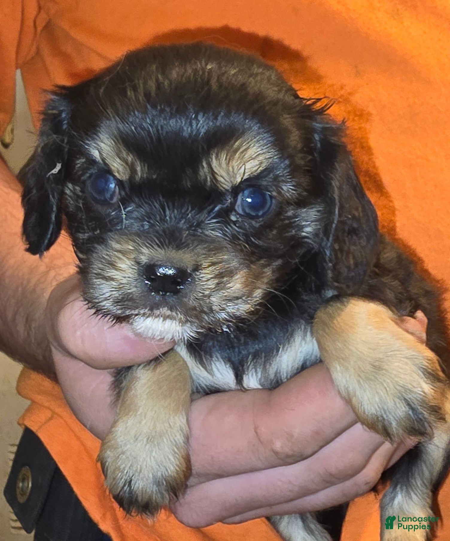 Cavalier King Charles Spaniel dogs Eve - Ad 13