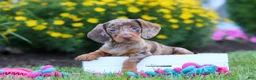 Miniature Dachshund dogs for sale: Precious - Ad 7