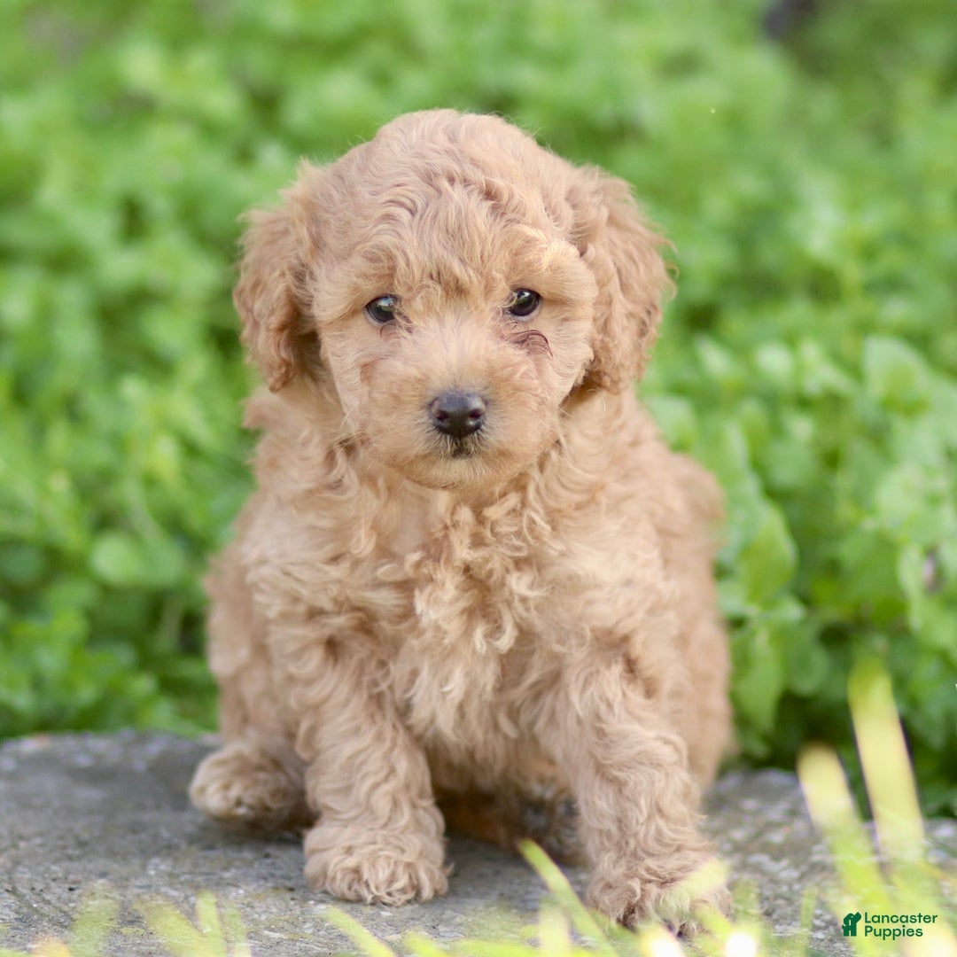 Toy Poodle dogs for sale: Baxter - Ad 8