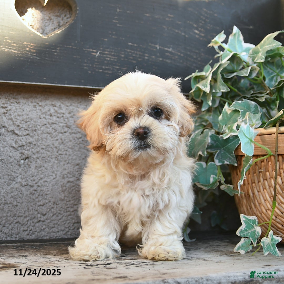 Bichpoo dogs for sale: Witney  - Ad 2