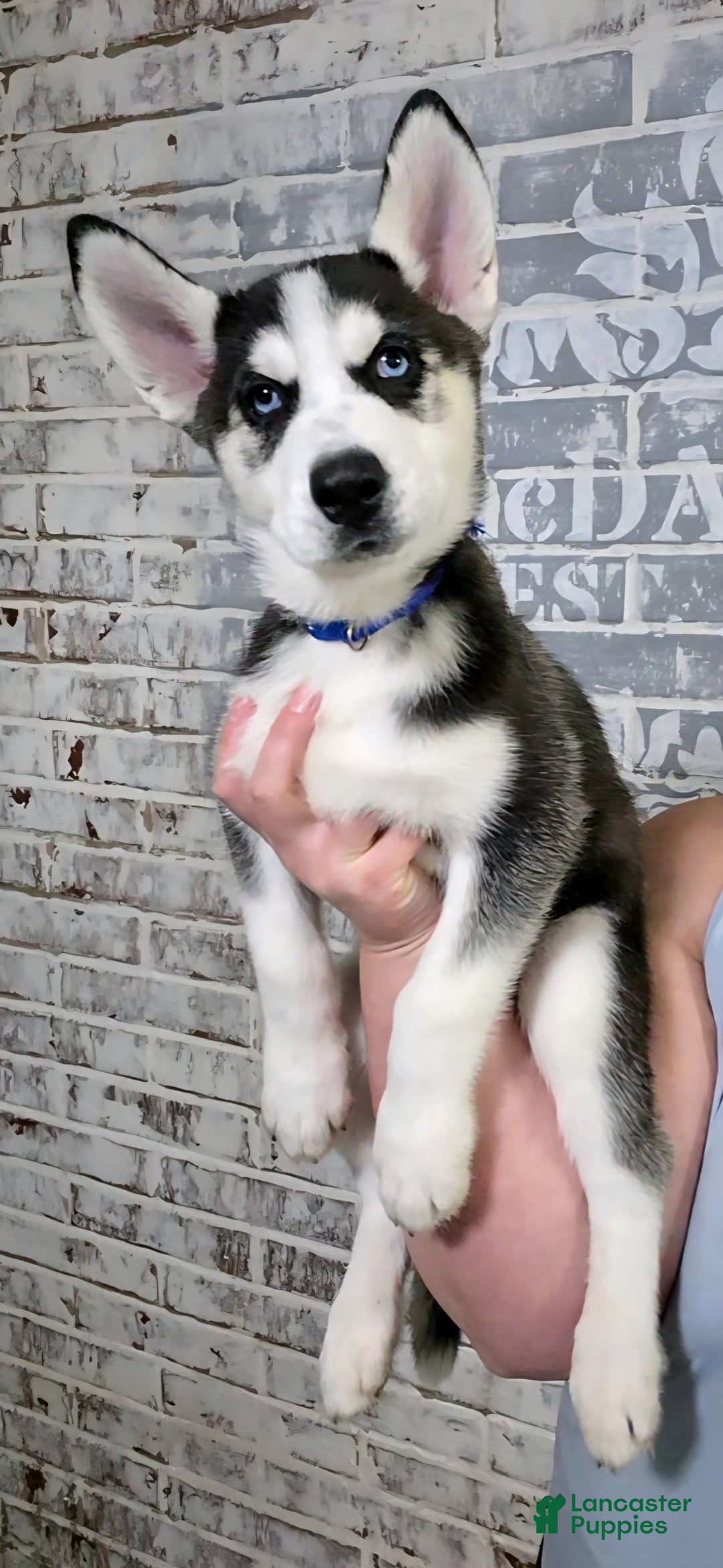 Siberian Husky dogs for sale: Leonardo - Ad 1