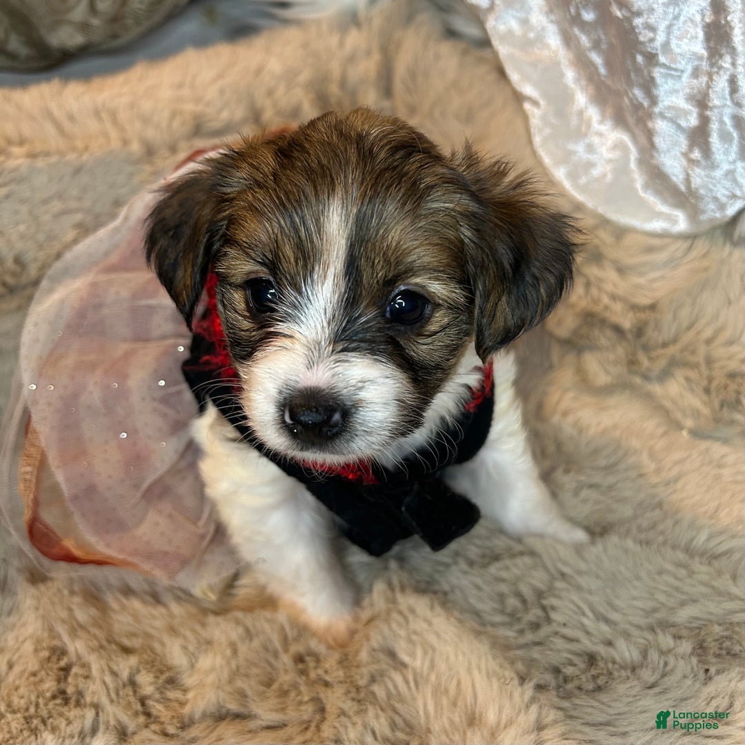 Mixed Breed dogs for sale: Buttercup - Ad 4