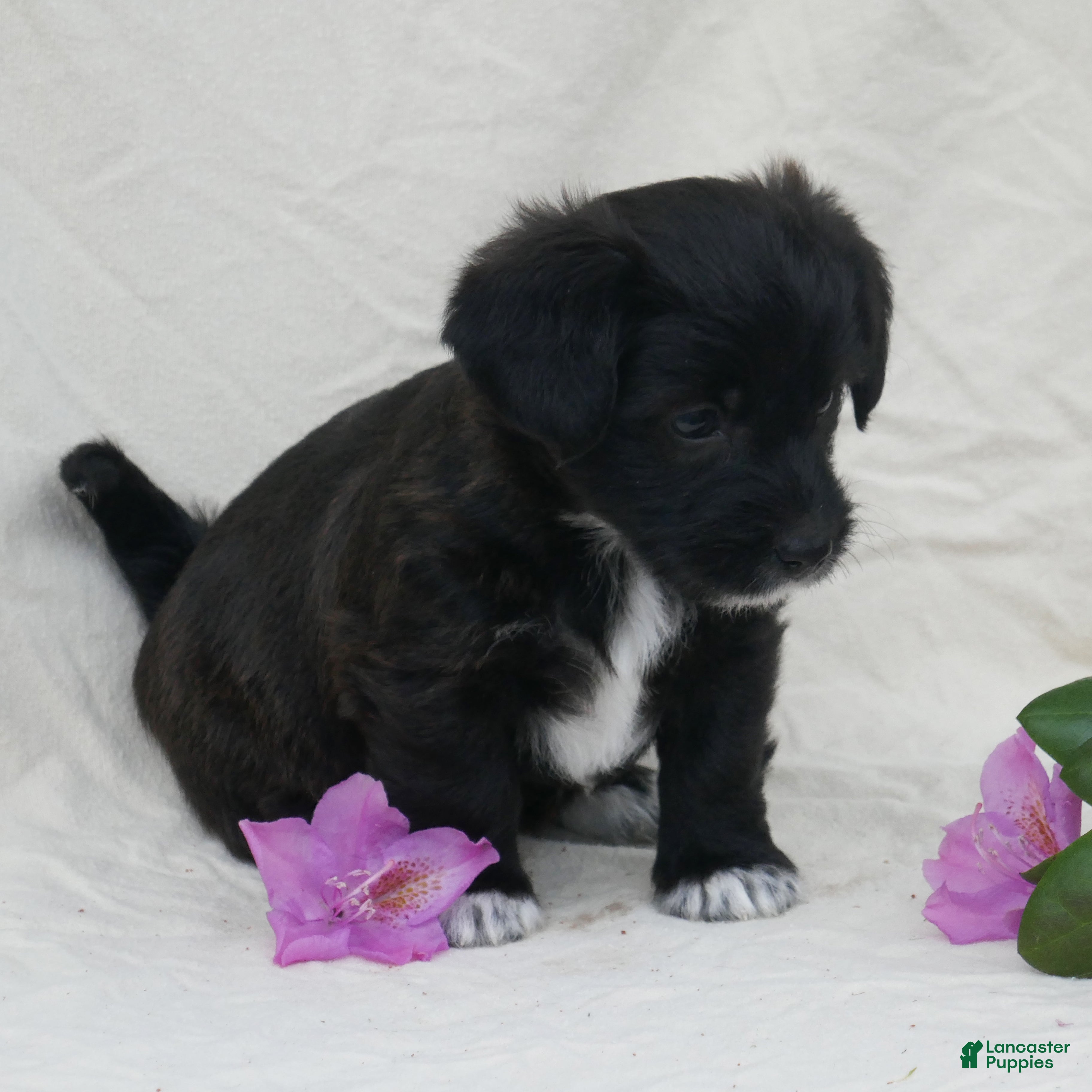 Corgipoo dogs Cinnamon - Ad 2