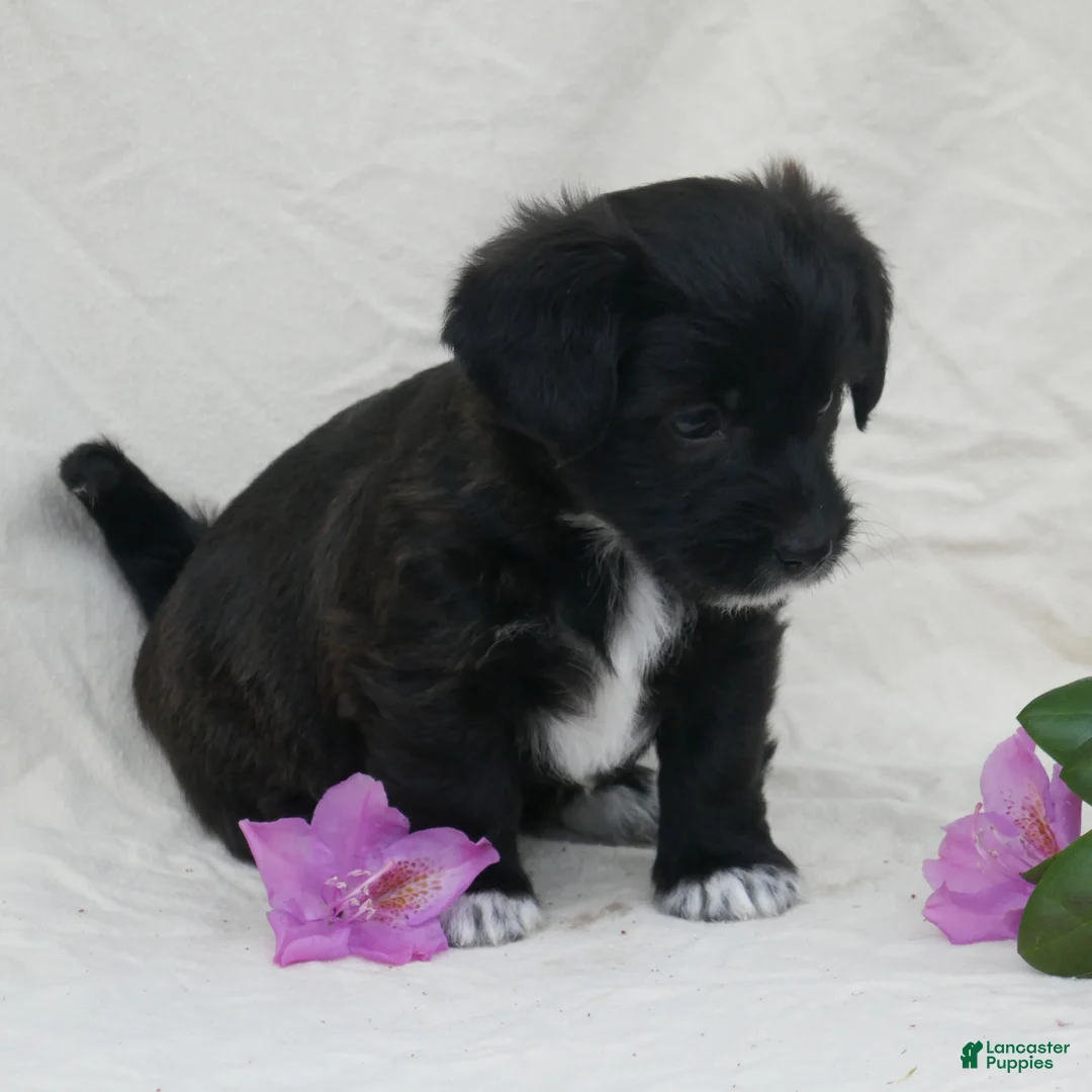 Corgipoo dogs for sale: Cinnamon - Ad 2