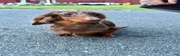 Miniature Dachshund dogs for sale: Champion Harriet Boy AKC Russian  - Ad 6