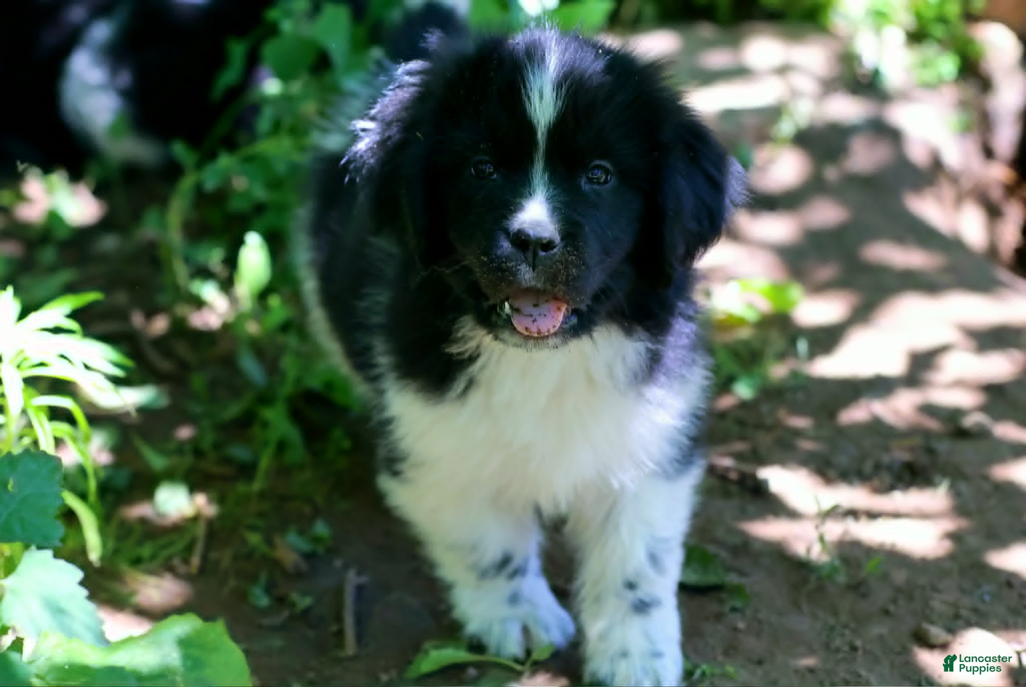 Newfoundland dogs Rosalina - Ad 1