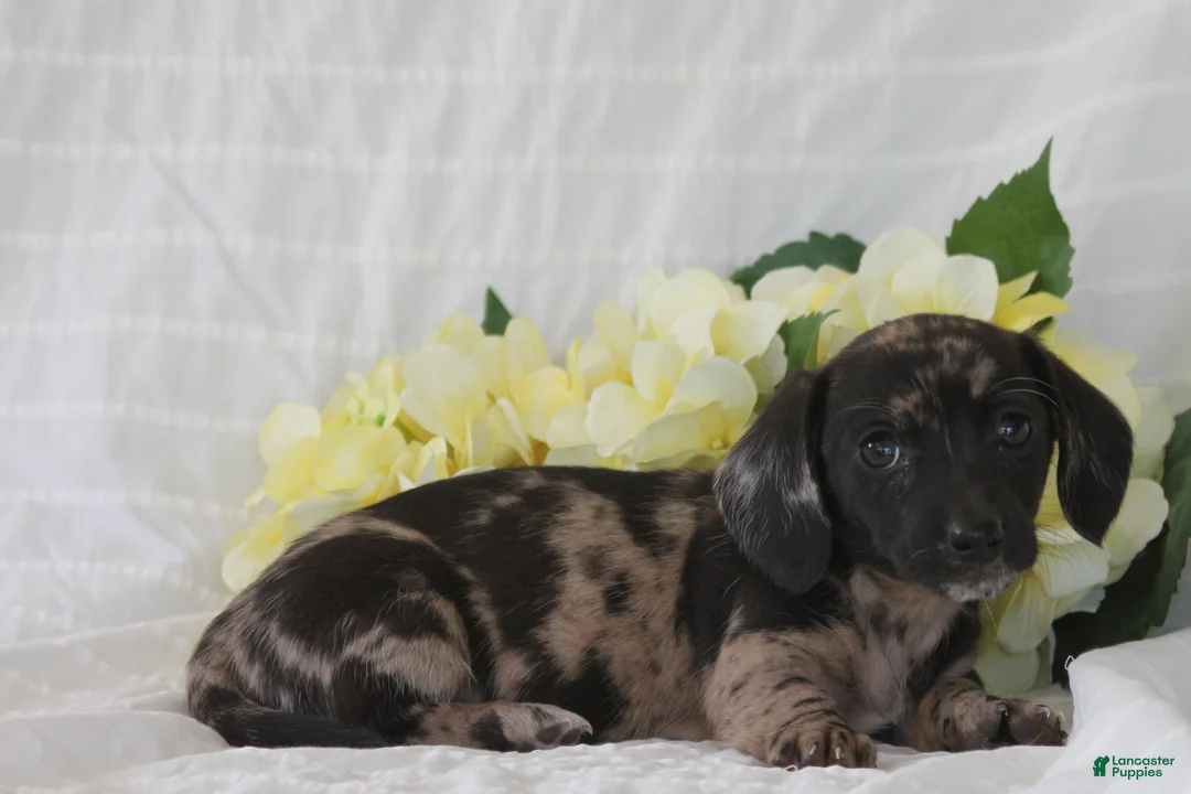 Dachshund dogs for sale: Bella - Ad 2