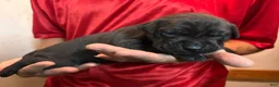 Cane Corso dogs for sale: Black - Ad 10