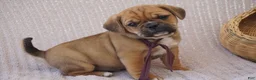 Puggle dogs for sale: Opal - Ad 5
