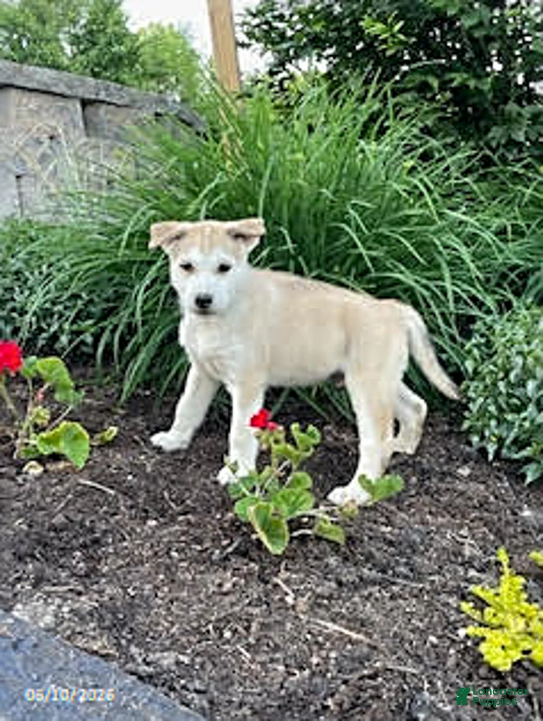 Pitsky dogs for sale: Samson - Ad 1