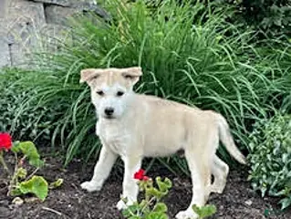 Pitsky dogs for sale: Samson - Ad 3