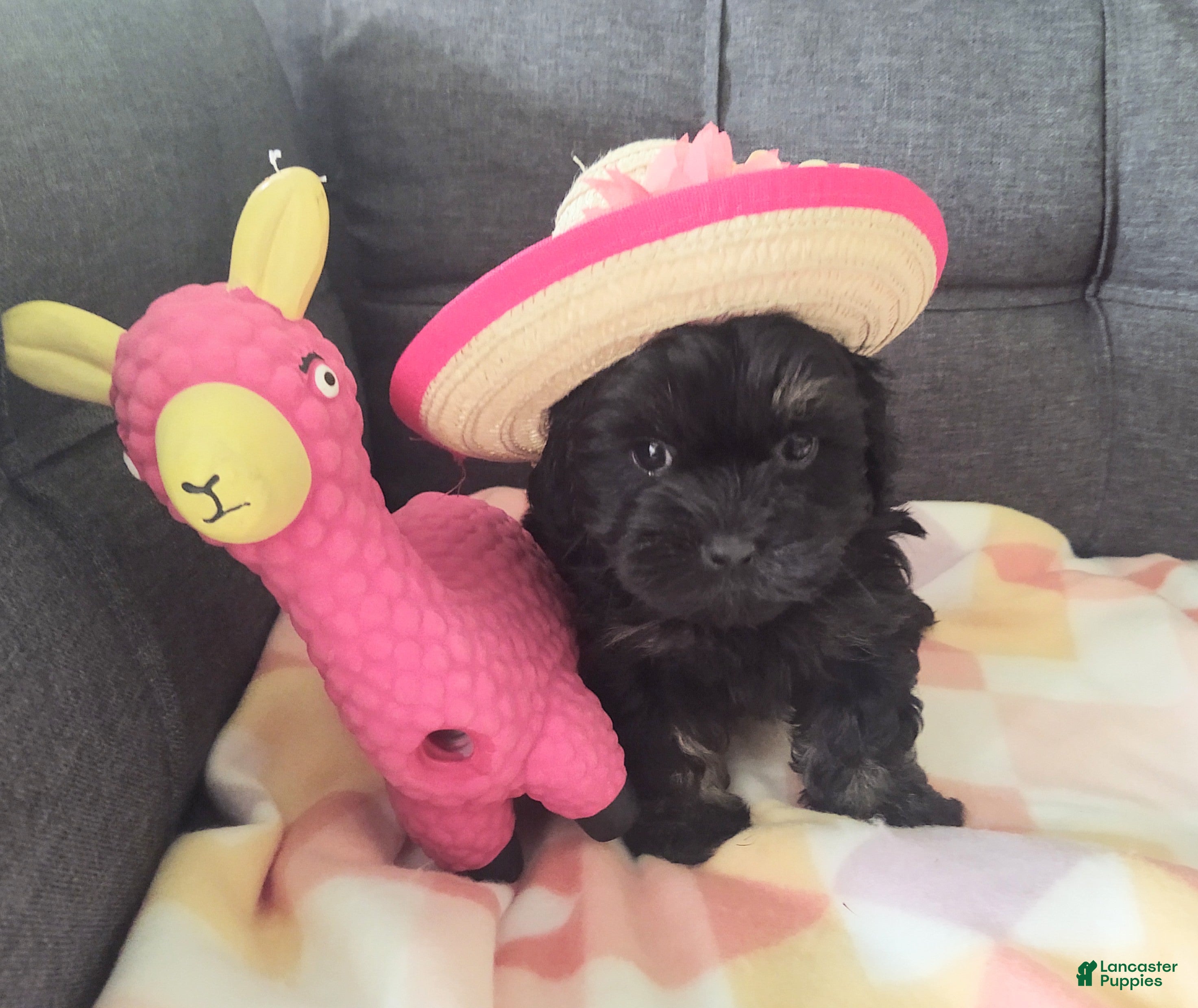 Yorkiepoo dogs Pearl - Ad 1