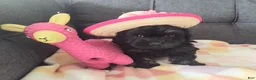 Yorkiepoo dogs for sale: Pearl - Ad 1