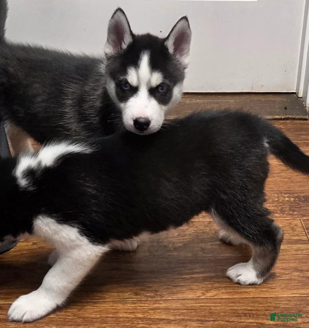 Siberian Husky dogs for sale: Saint - Ad 2