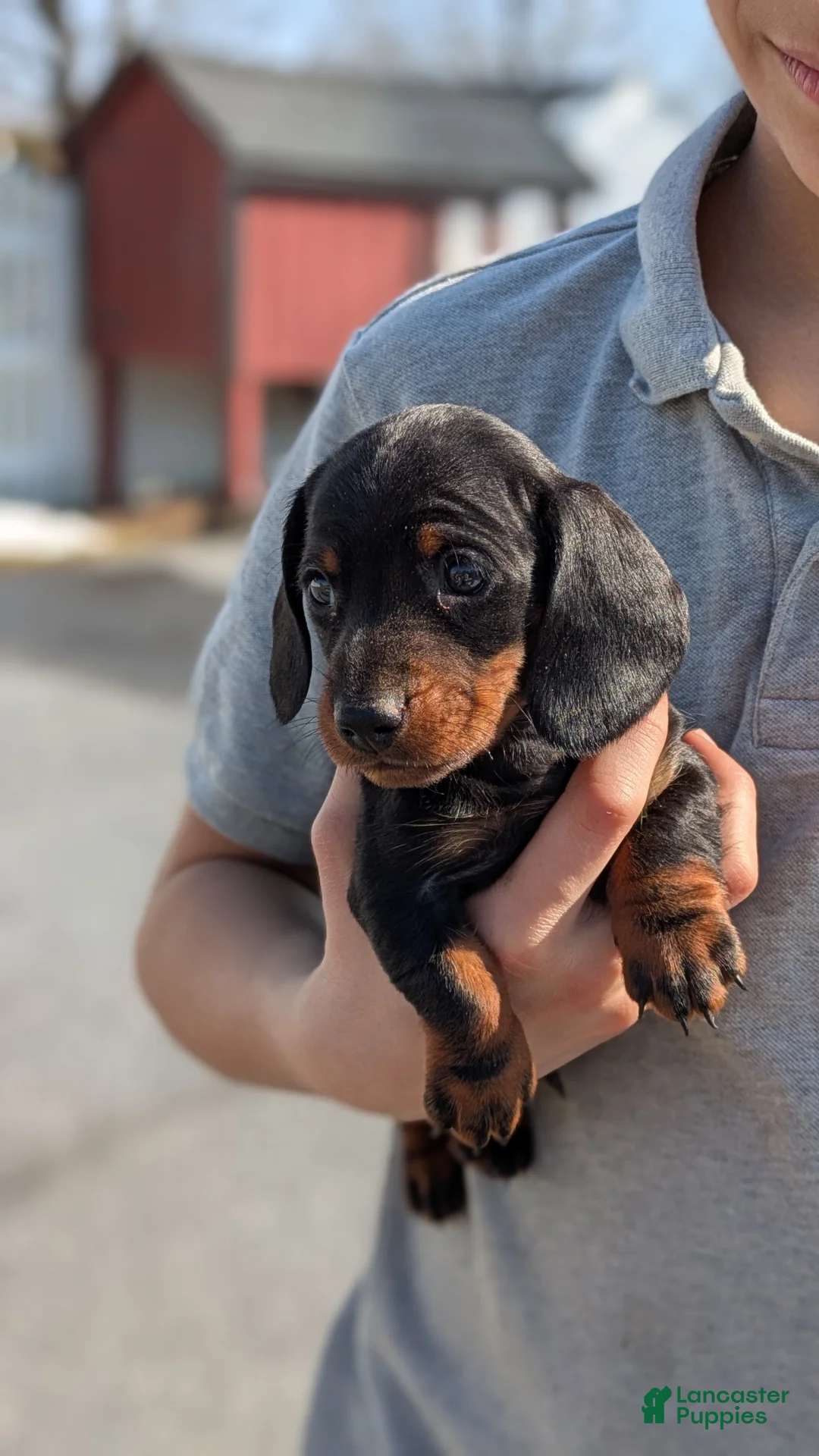 Miniature Dachshund dogs for sale: Jerry - Ad 2