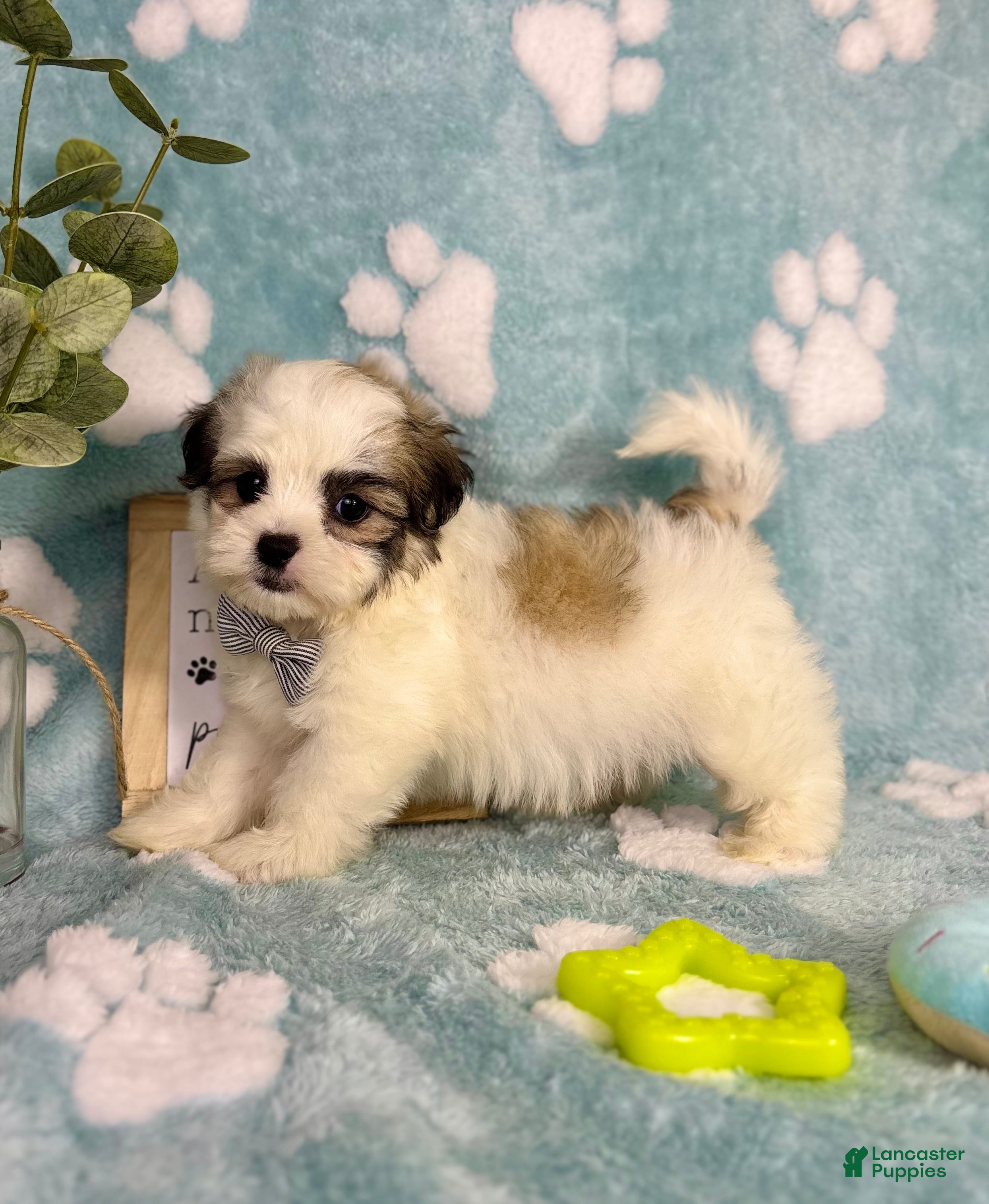 Malshi dogs Maverick  - Ad 26