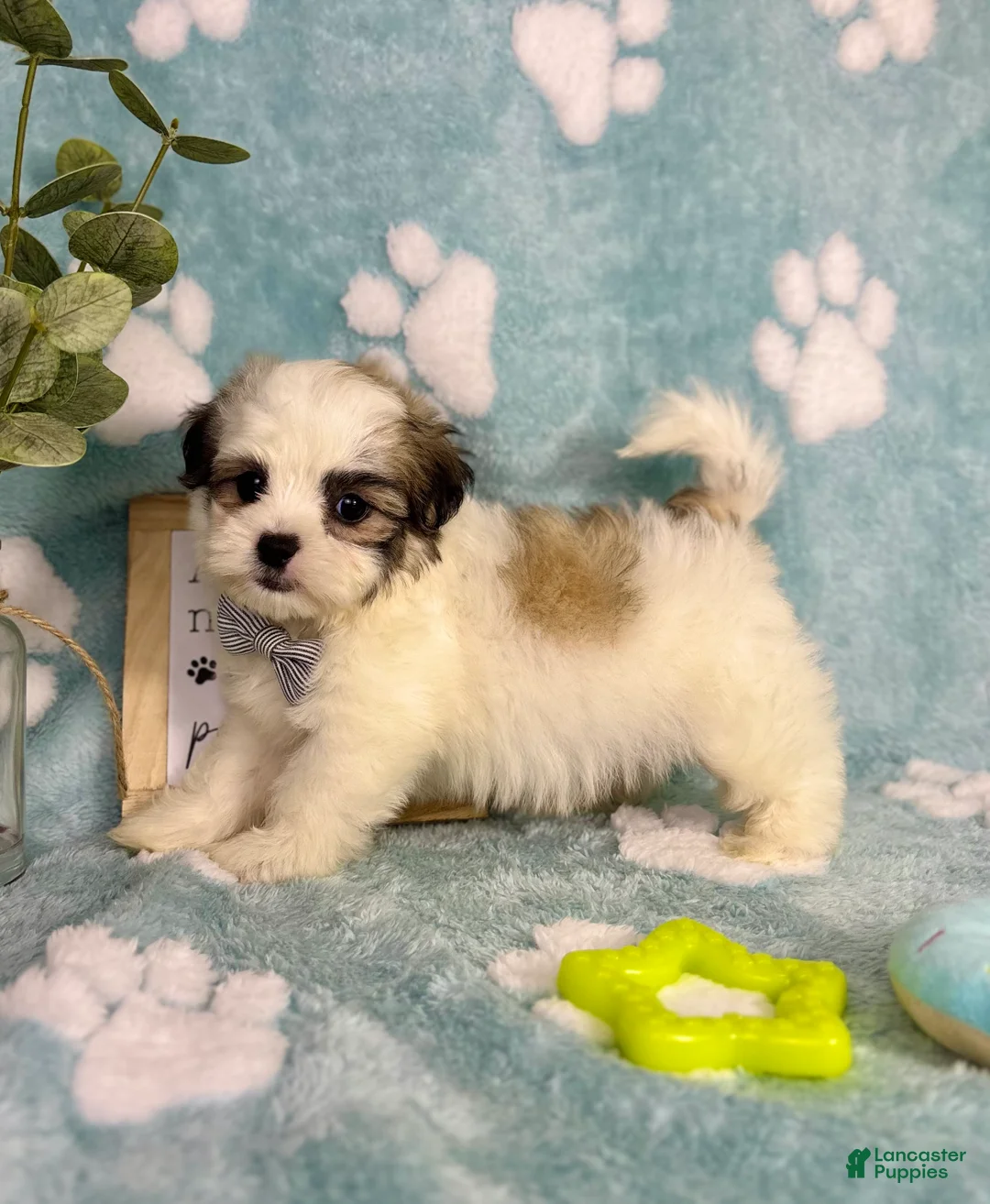 Malshi dogs for sale: Maverick  - Ad 1
