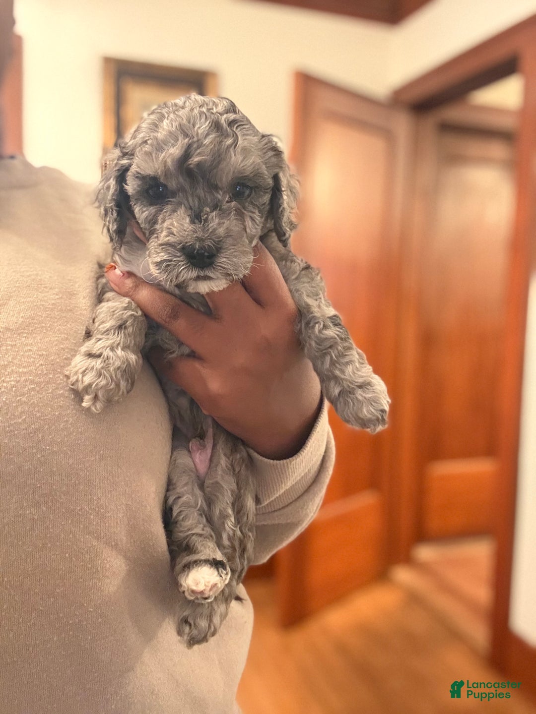 Mixed Breed dogs for sale: Ruddy - Ad 3