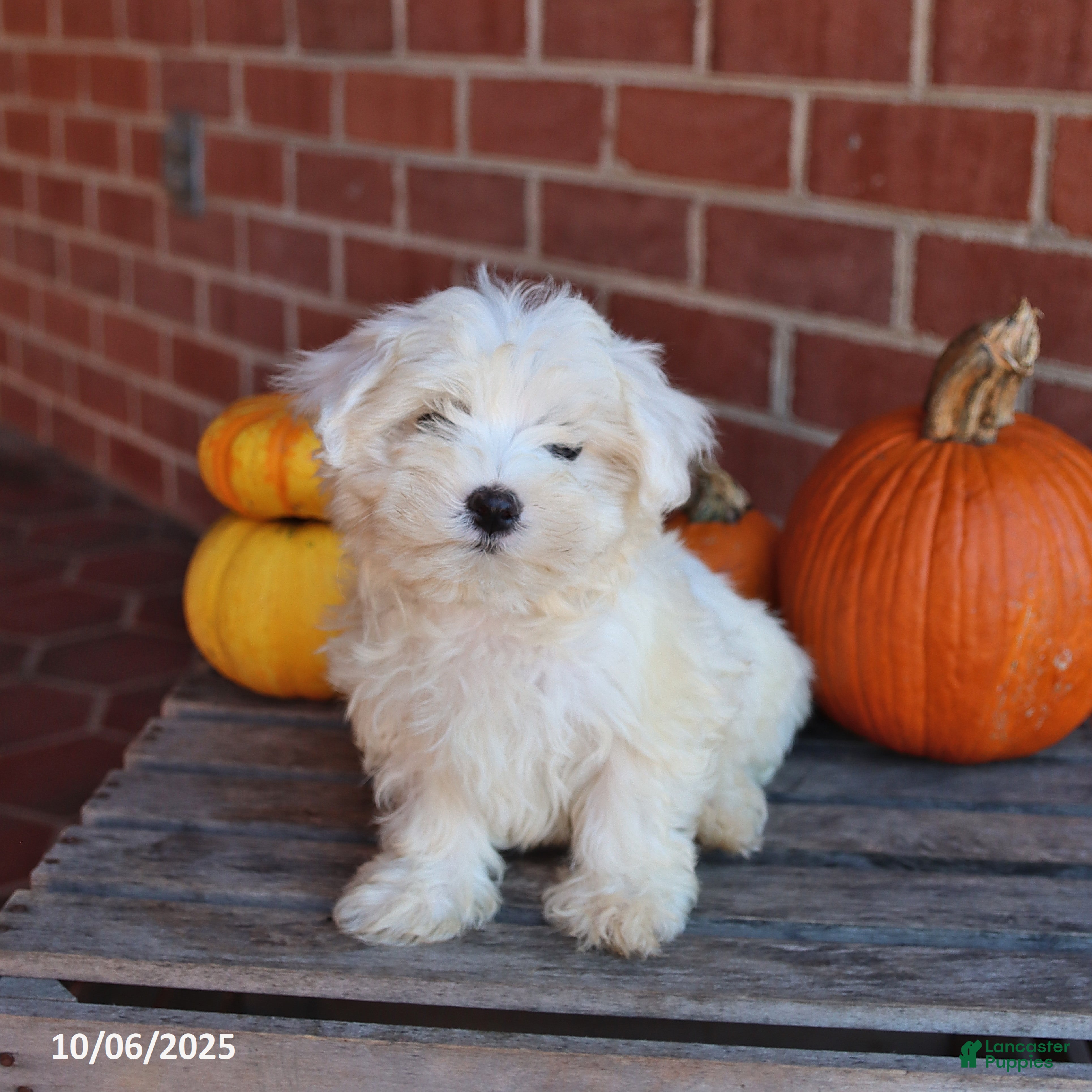 Maltese Puppies for sale in Columbia, Maryland Lancaster Puppies
