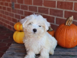 Maltese dogs - Ad 11