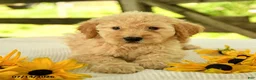 Mini Goldendoodle dogs for sale: Trina - Ad 8