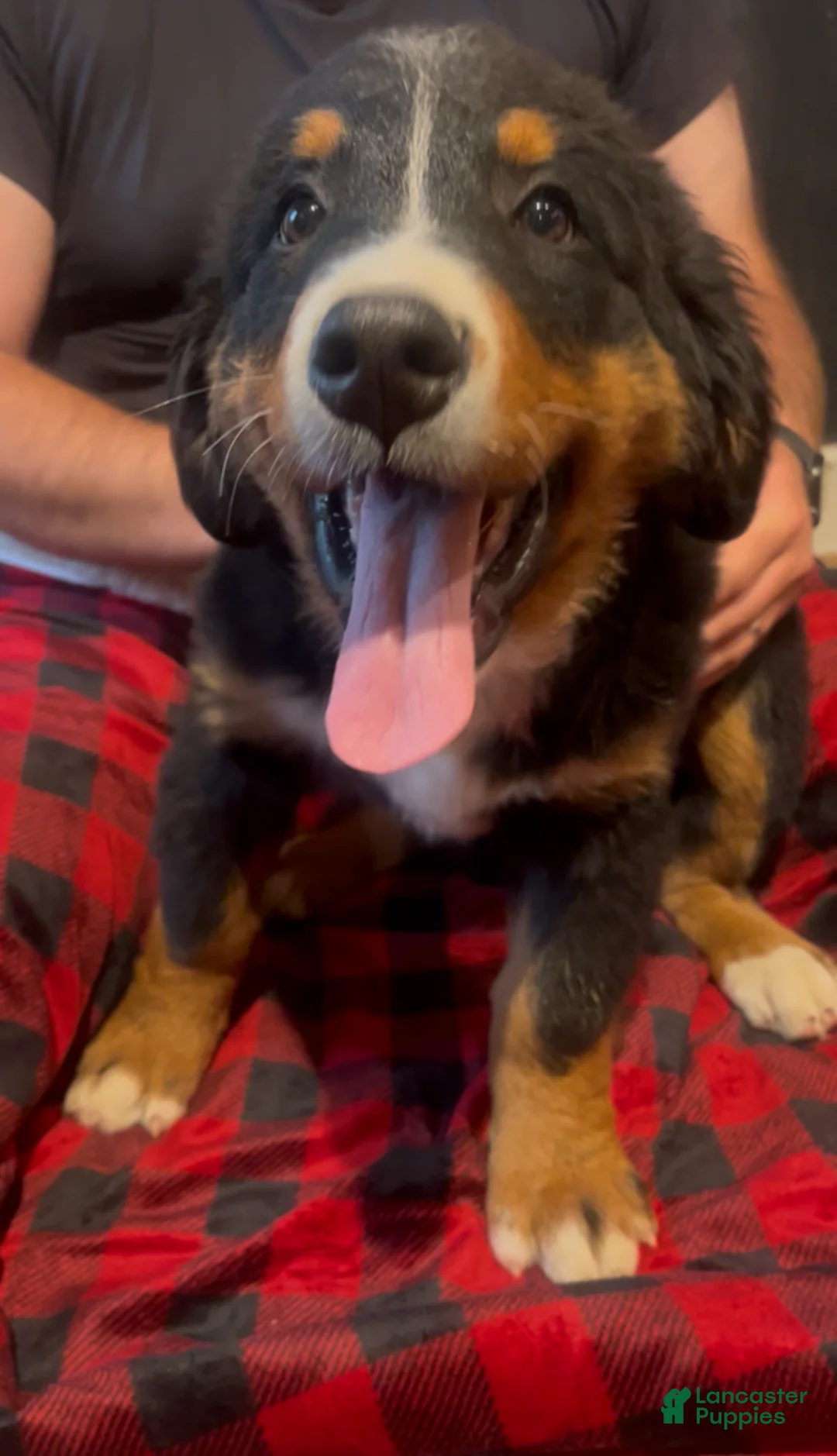 Bernese Mountain Dog dogs for sale: Orange - Ad 2