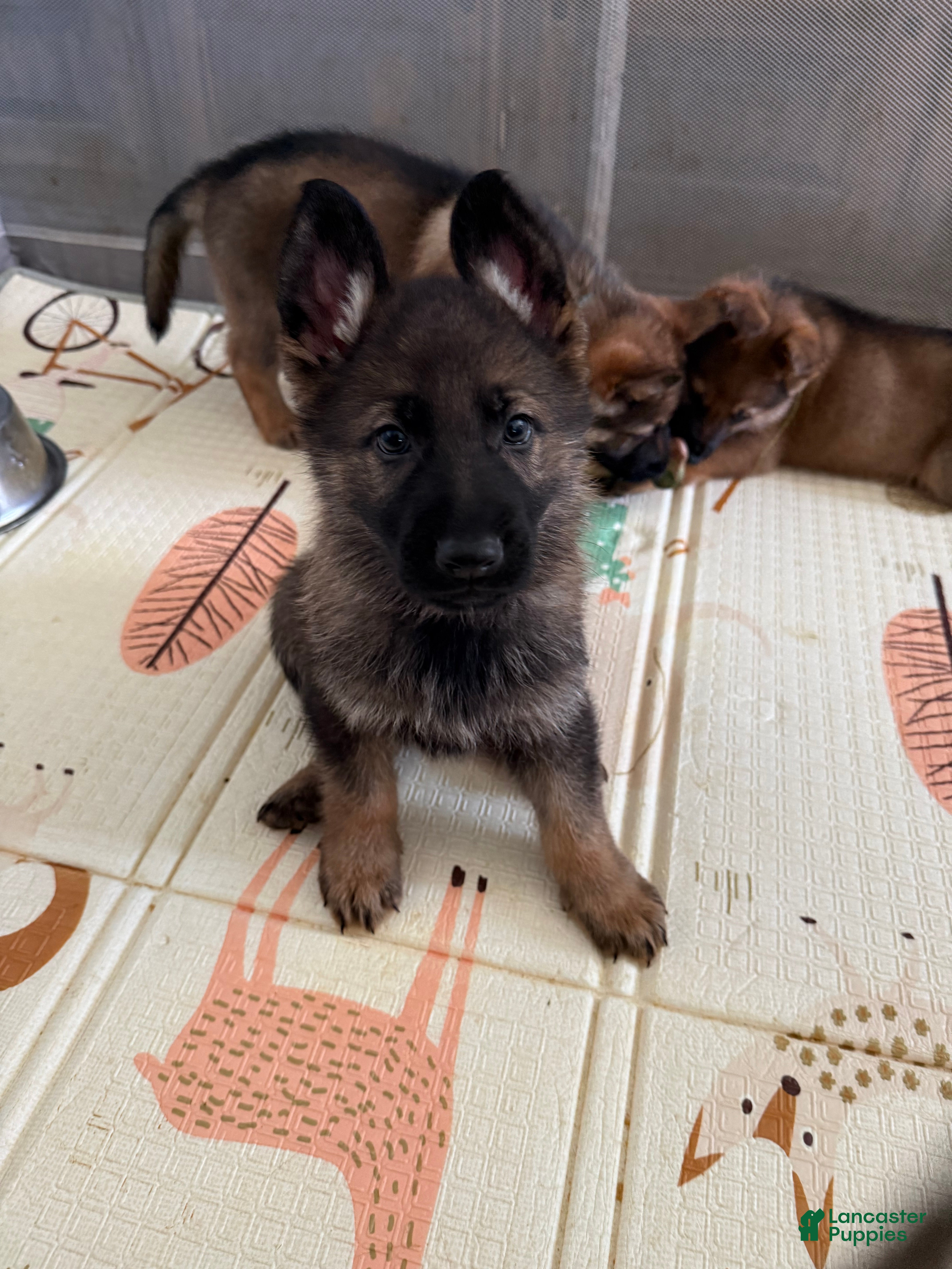 German Shepherd dogs Arcadius - Ad 31