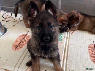German Shepherd dogs Arcadius - Ad 13