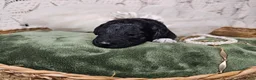Mini Goldendoodle dogs for sale: Licorice - Ad 5