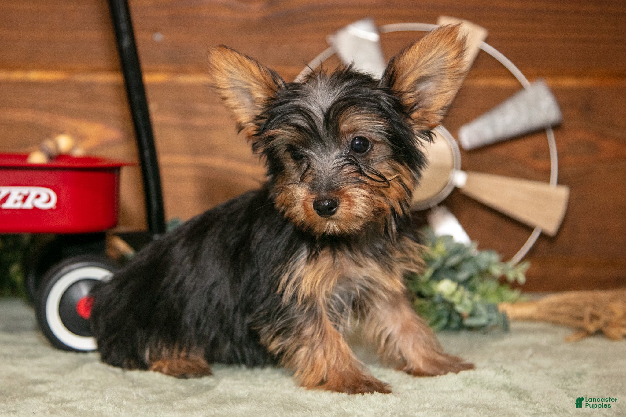 Yorkshire Terrier dogs Rylie - Ad 2