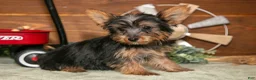 Yorkshire Terrier dogs for sale: Rylie - Ad 2
