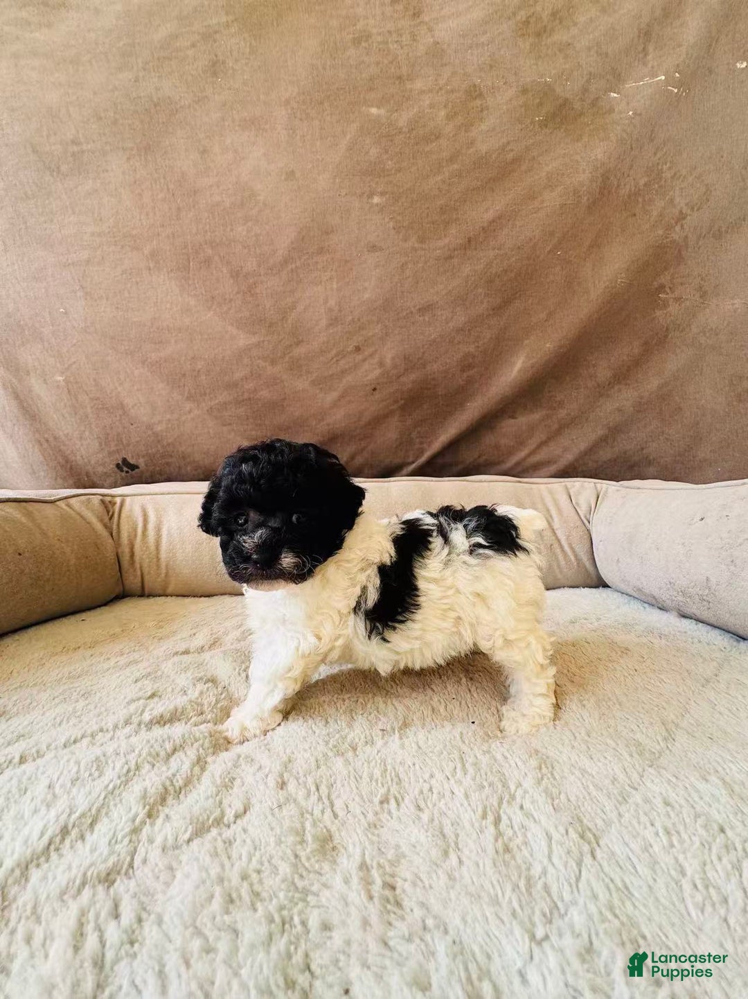 Toy Poodle dogs for sale: Toy Poodle Puppy 1 - Ad 2