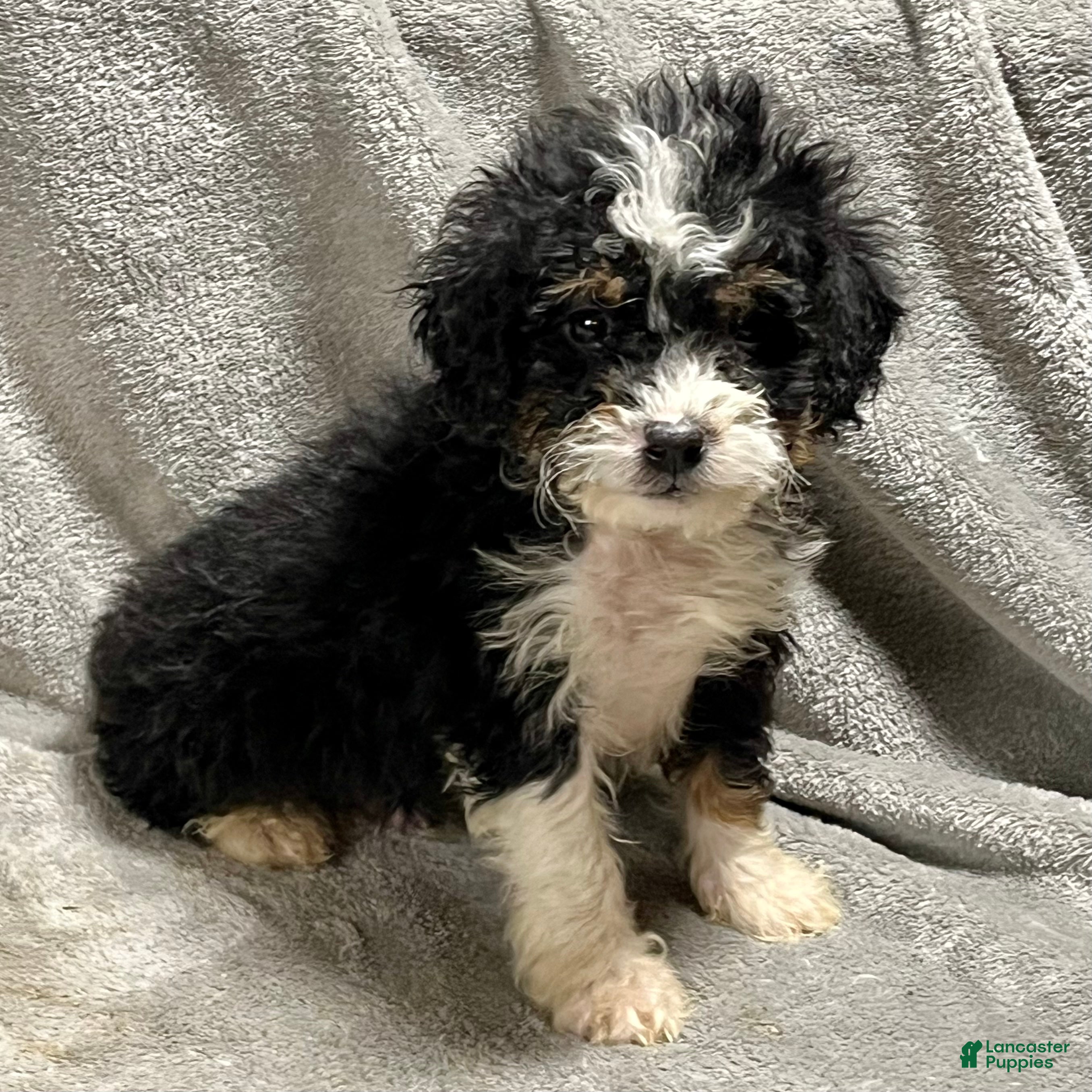 Mini Bernedoodle dogs Ozzy - Ad 1