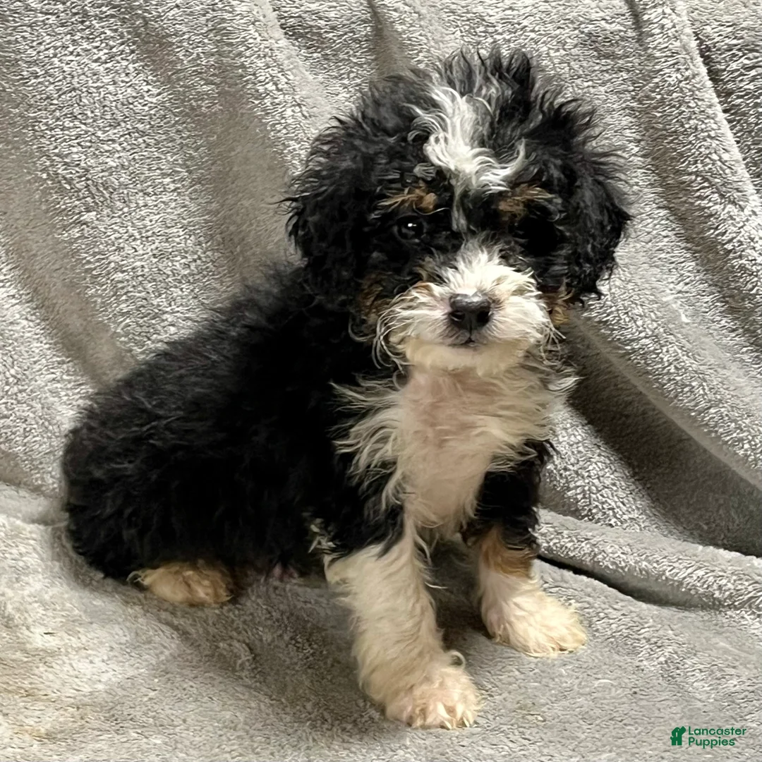 Mini Bernedoodle dogs for sale: Ozzy - Ad 1