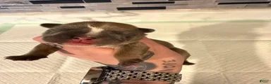 Blue fawn female 