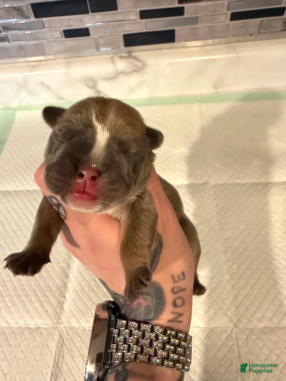 English Bulldog dogs for sale: Blue fawn female  - Ad 1