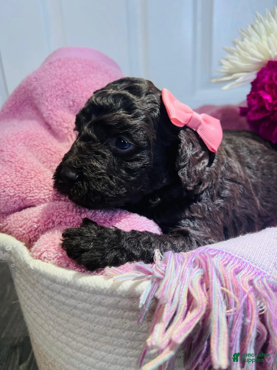 Miniature Poodle dogs for sale: Miniature Poodle Puppy 4 - Ad 2