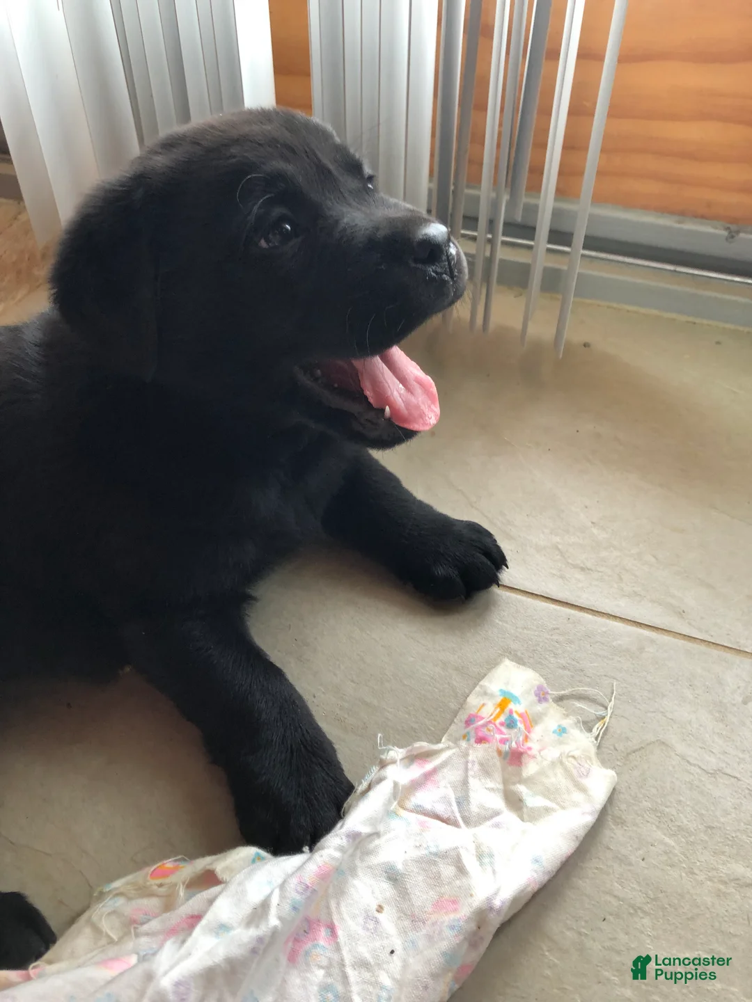 Labrador Retriever dogs for sale: Poppy - Ad 7