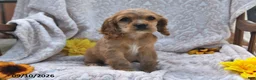 English Cocker Spaniel dogs for sale: Roselyn Mari - Ad 4