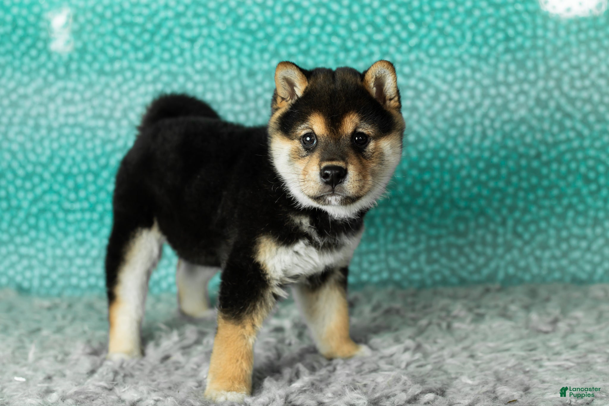 Shiba Inu dogs Simba - Ad 25