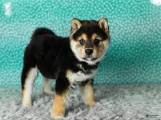 Shiba Inu dogs Simba - Ad 25