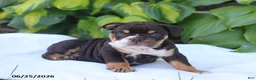 English Bulldog dogs for sale: Rosie - Ad 3